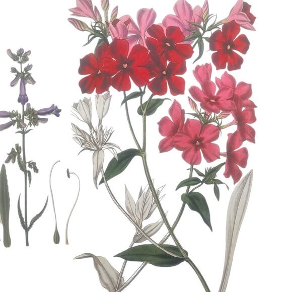 Wildflowers Across America SIGNED by Lady Bird Johnson and Carlton B Lees C1988 - Picture 5 of 10